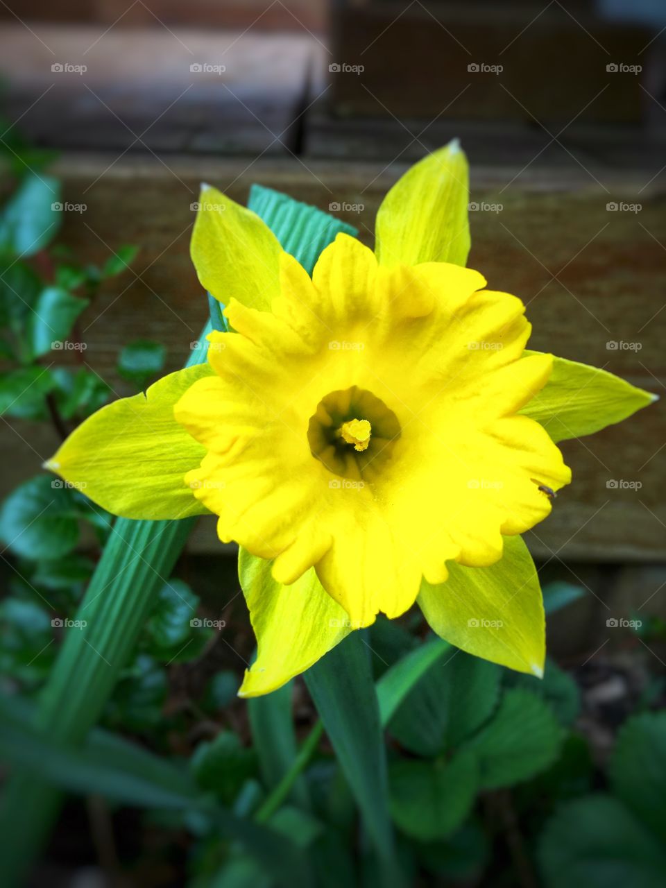 Daffodil photography, high-definition flower images, yellow flower photo 