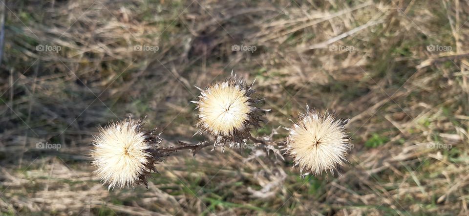 Spring the beginning