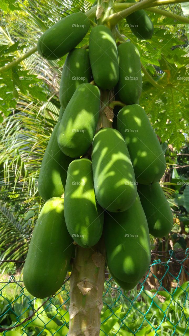 papaya hooter 40b