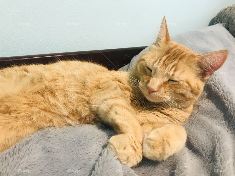 Darling orange tabby kitty cat all cuddled up in cozy blankets on bed! 