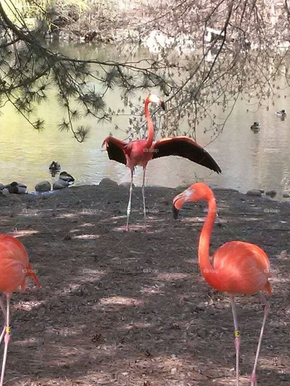 flamingo showing off "true" color of feathers.....black