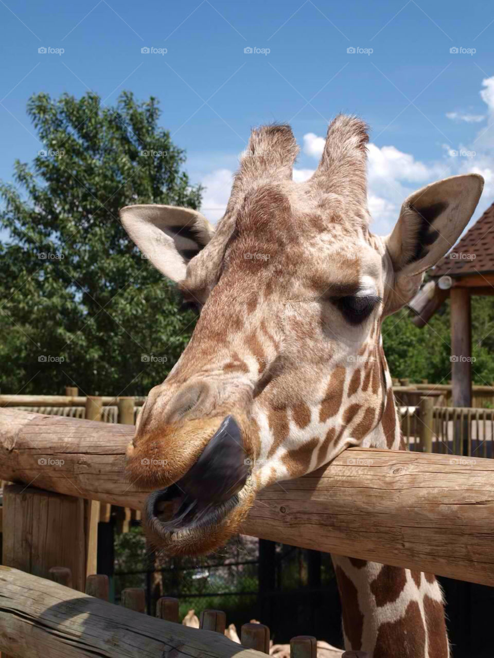 giraffe colorado springs colorado by ezdrossi