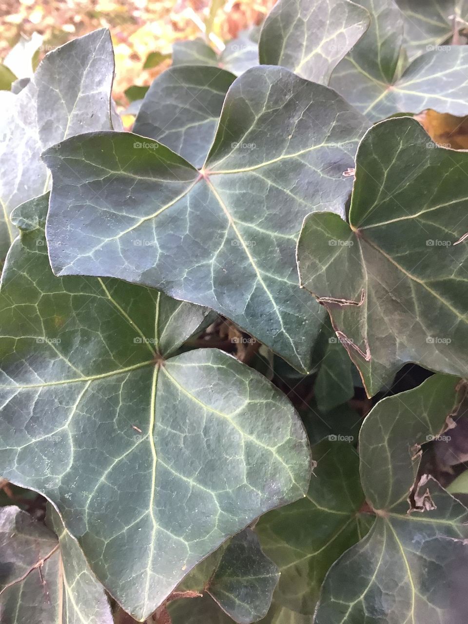 one of my favorite subjects to capture in a photo are plants. One can find nature's perfect compositions of shape, color, position, shadow and light