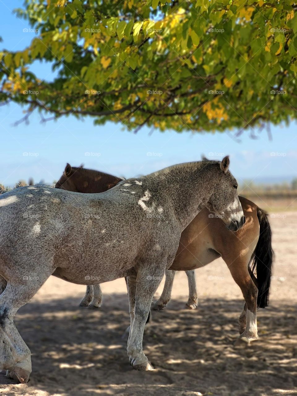 animales en ciudad