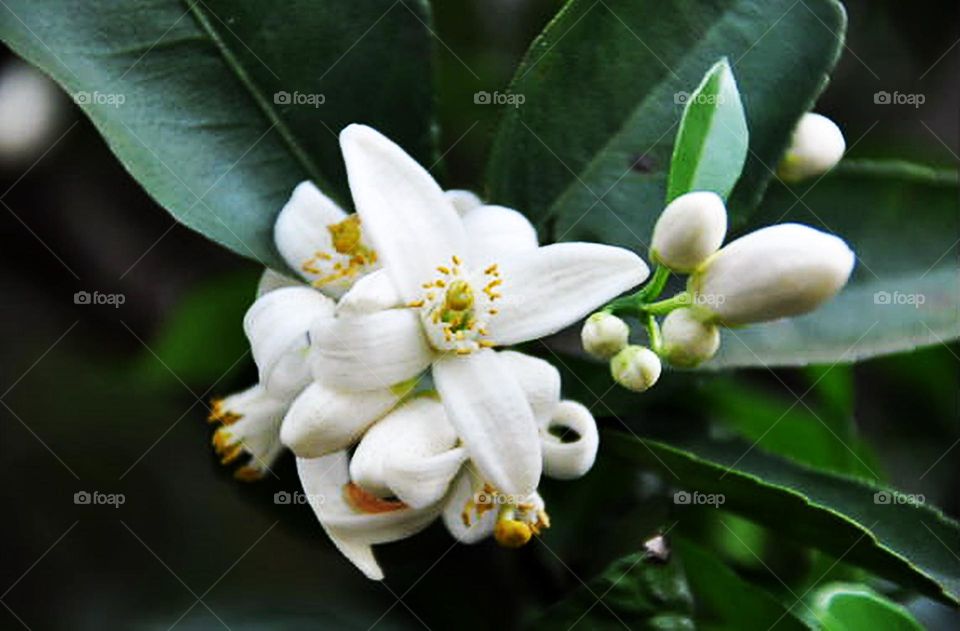 Flores de limoeiro