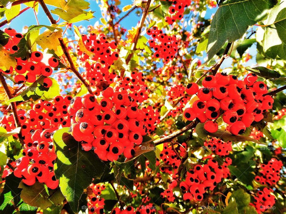 Bright red fall color berries on a tree