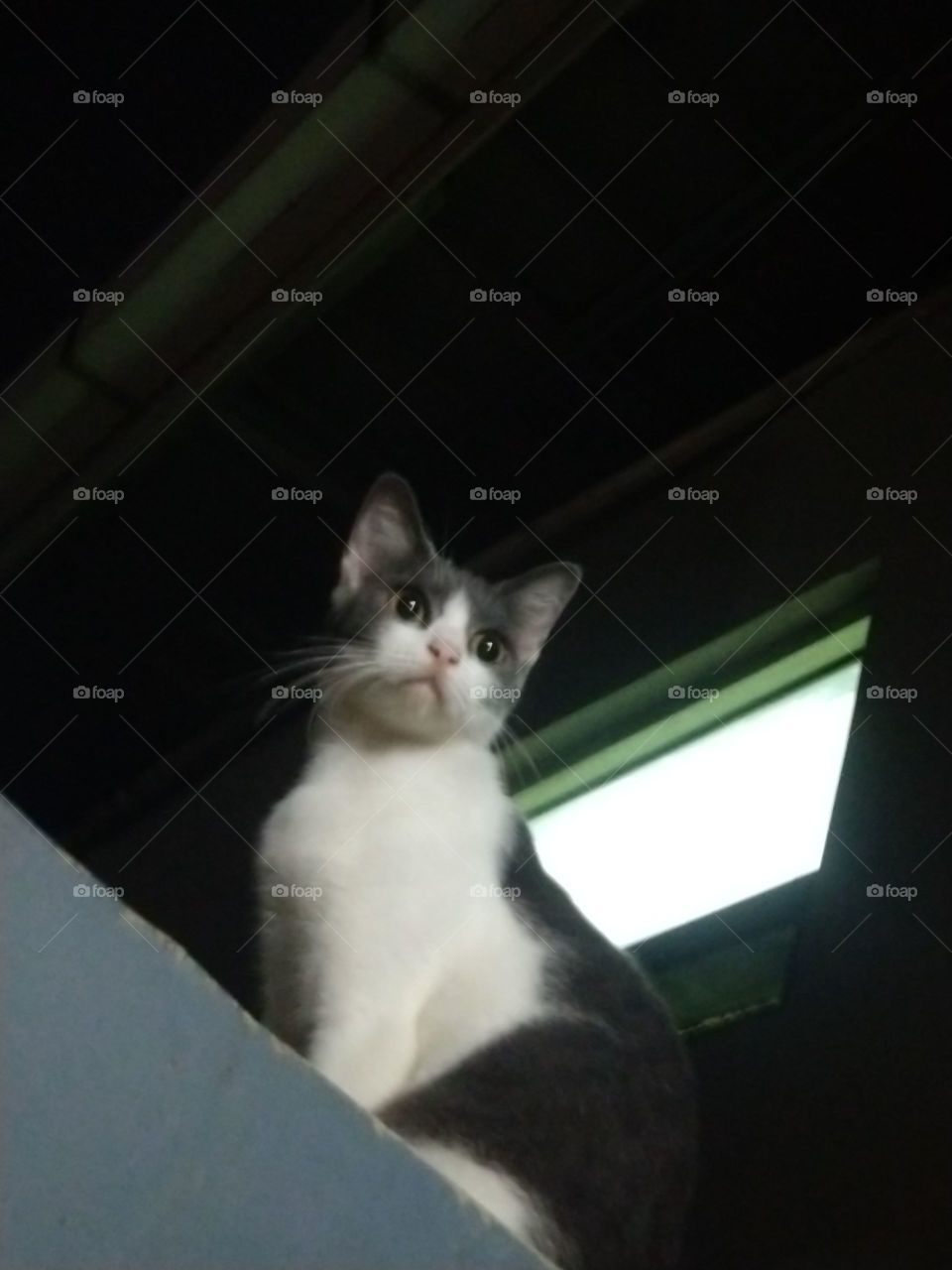 Cat photo taken at night