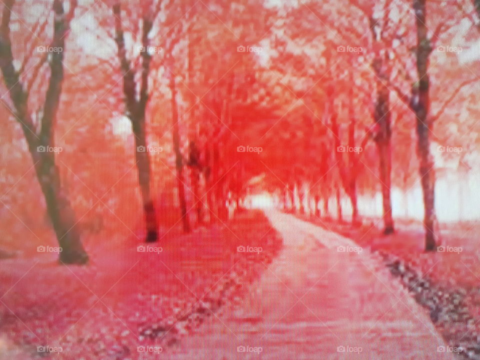 A totally different road full of trees with flowers and red leaves falling to the ground magnificent nature