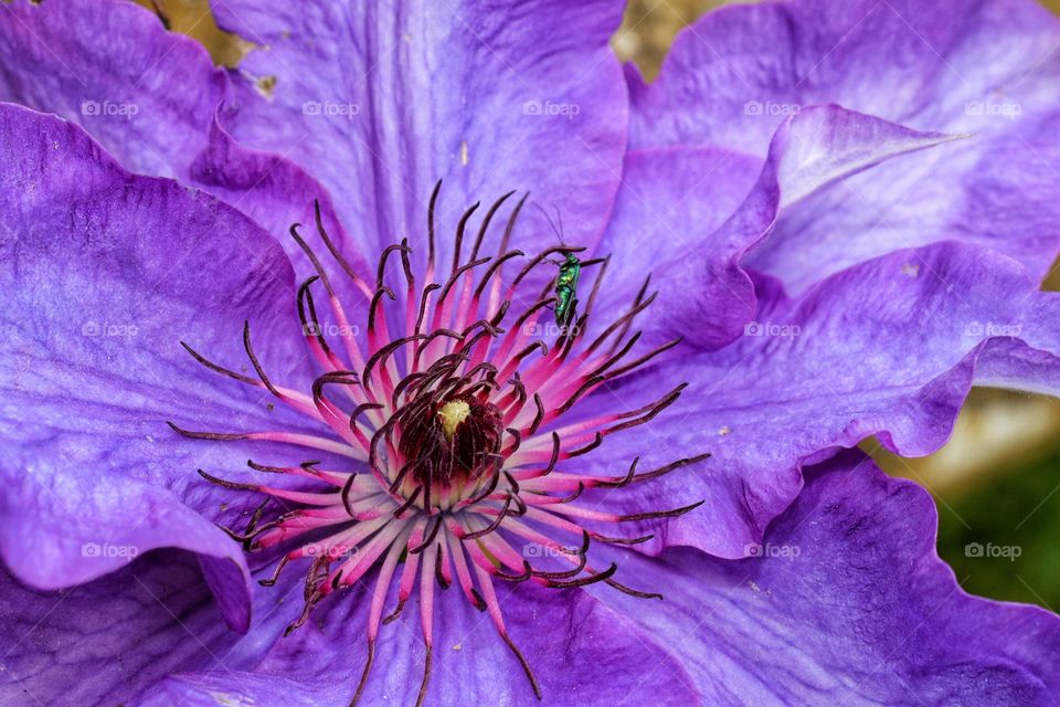 Clematis