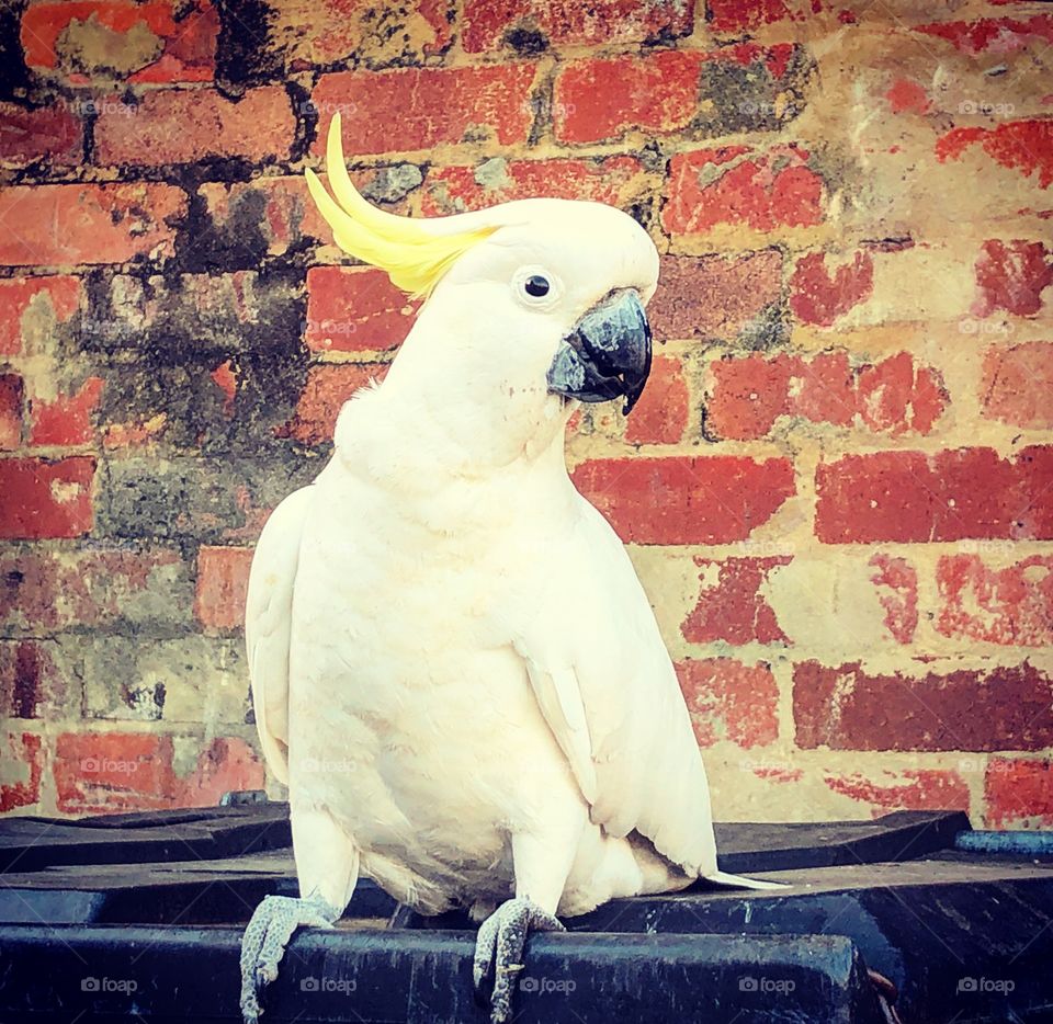 Cockatoo in front of a wall