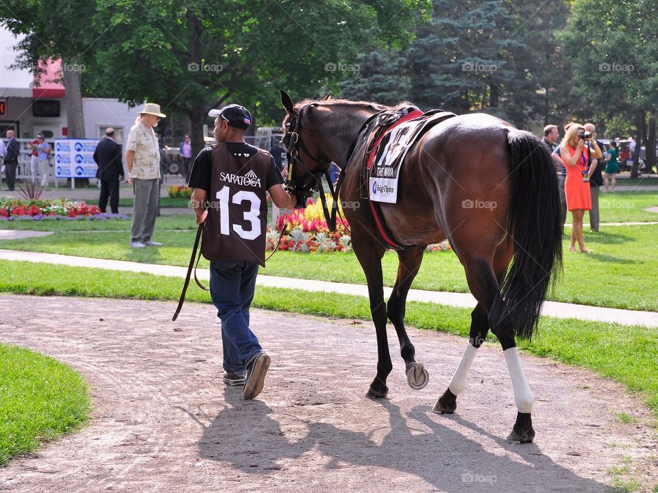 Cat's Claw. Cat's Claw, the eventual winner of the Waya, is being walked by his groom and hot walker. 
Zazzle.com/Fleetphoto 