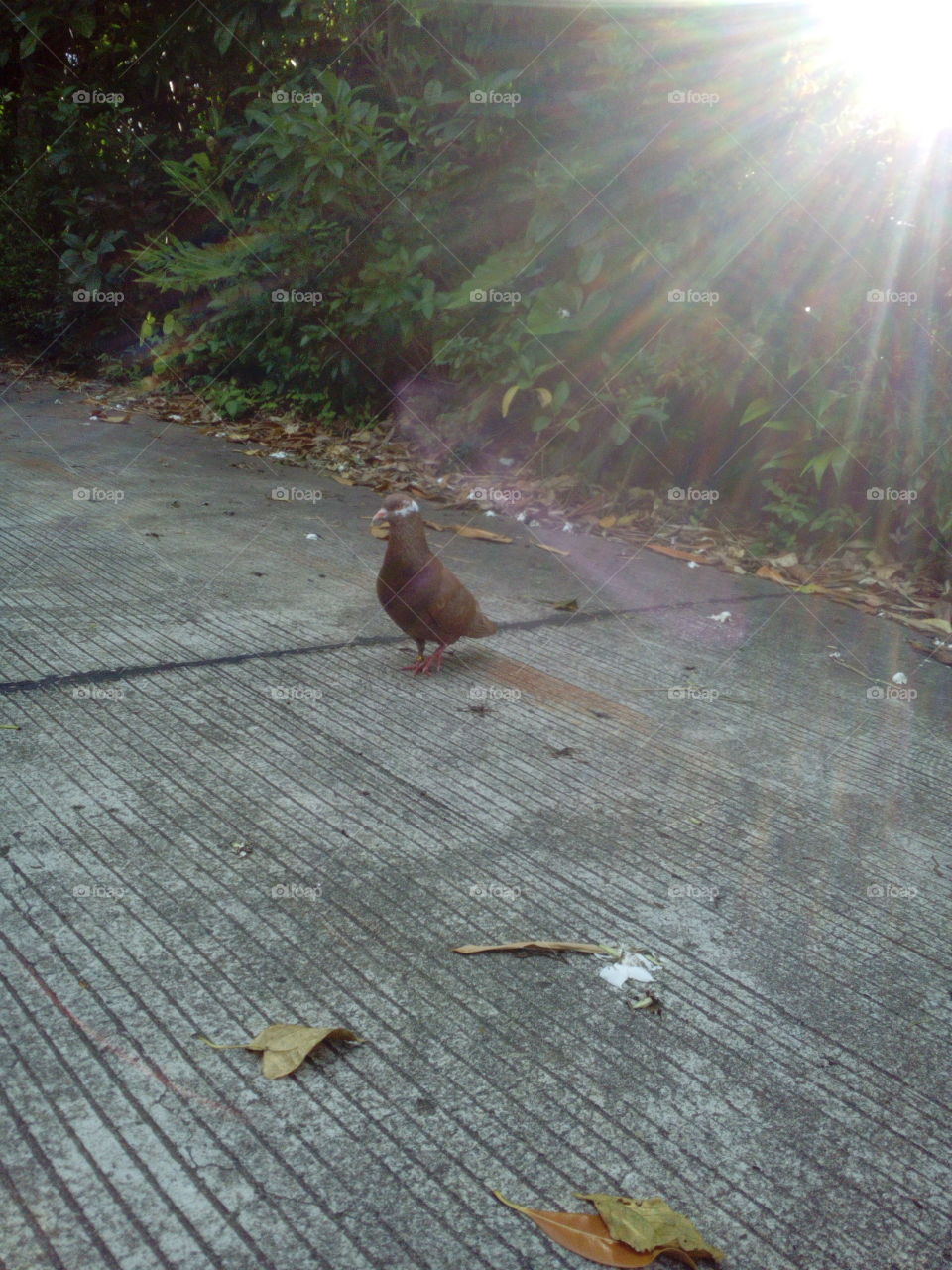 Pigeon in the sunshine