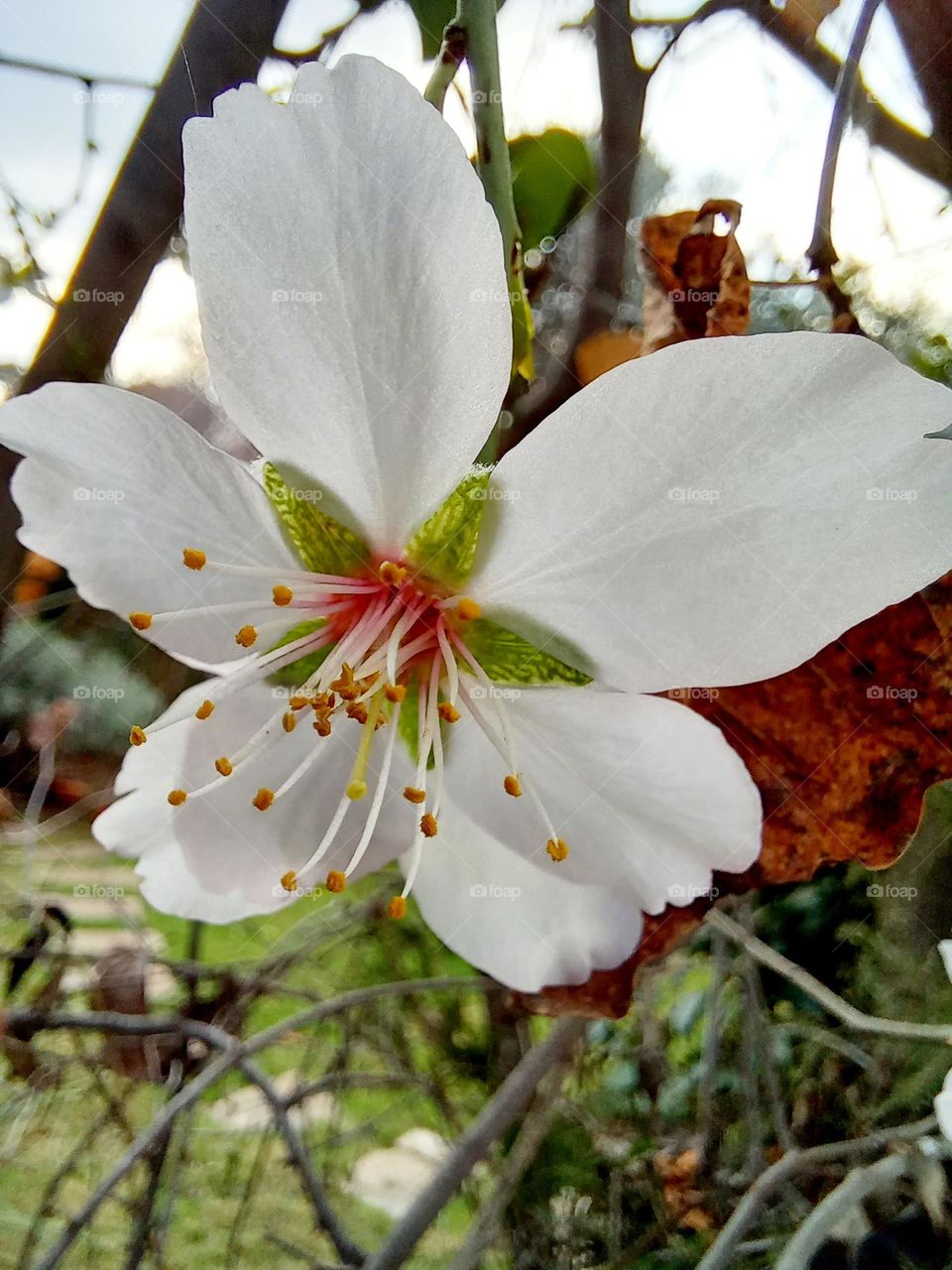 Almond tree