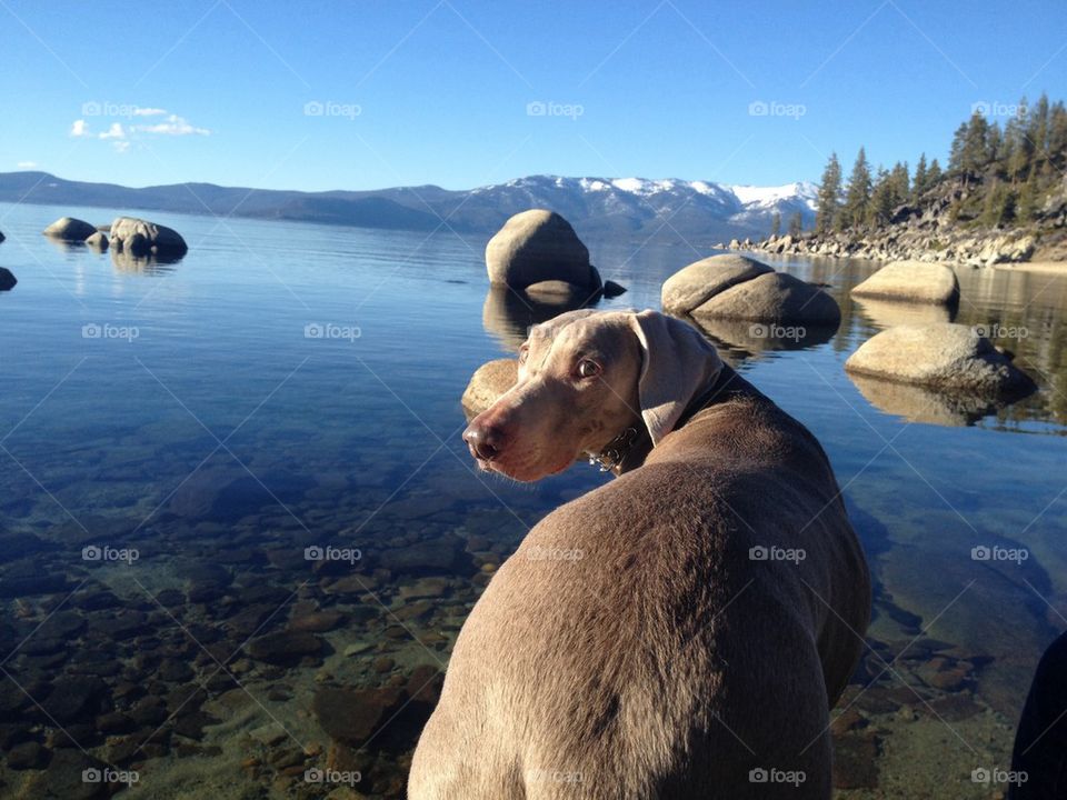 Weimaraner View 