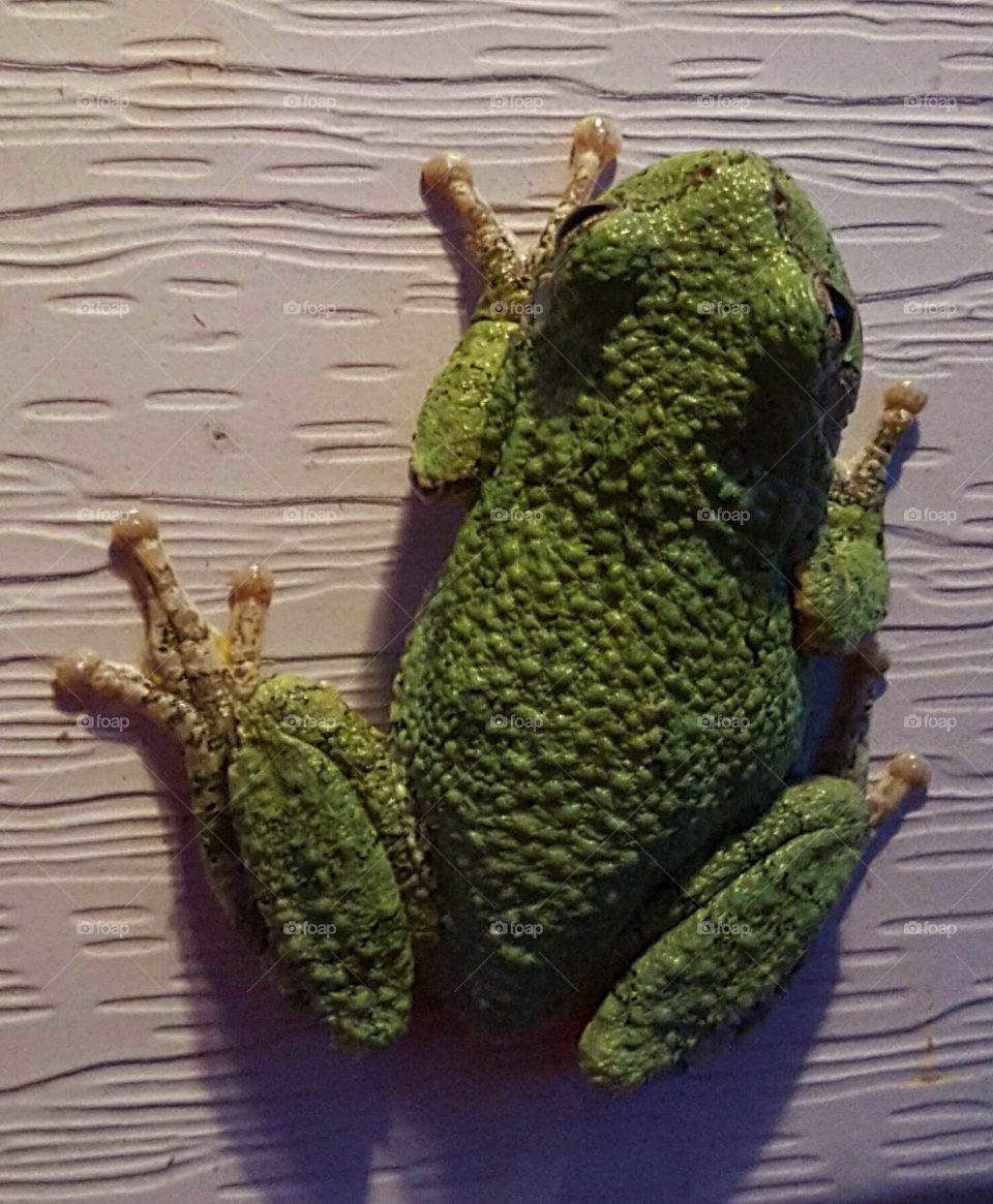 Amphibian, Reptile, Frog, Nature, Water