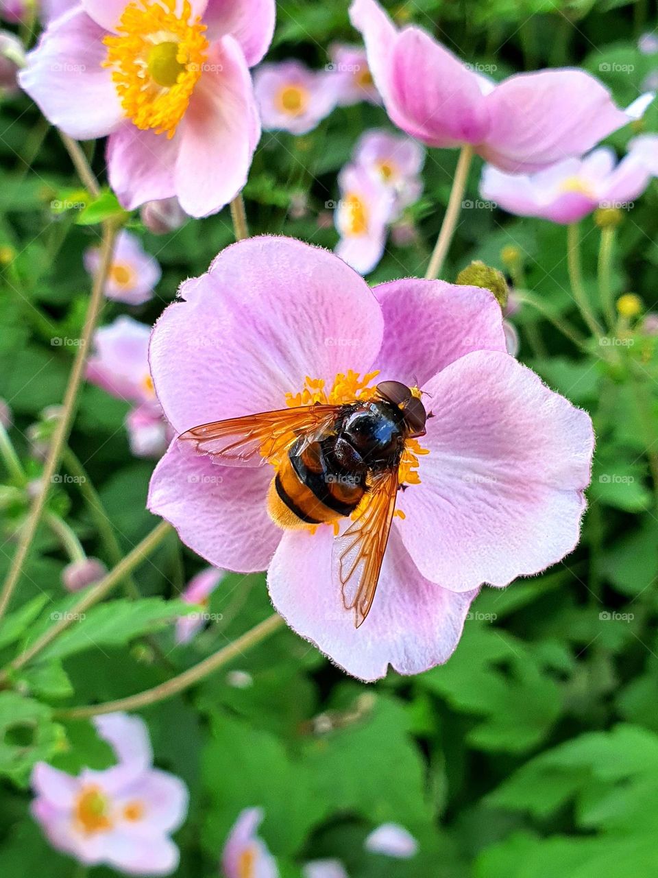 bee on a flower