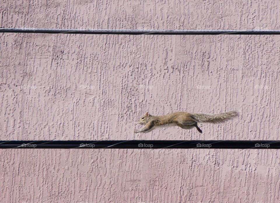 A fleeting squirrel is captured in moment as it races along a high overhead wire in the city of Sarasota, Florida, U.S.A.