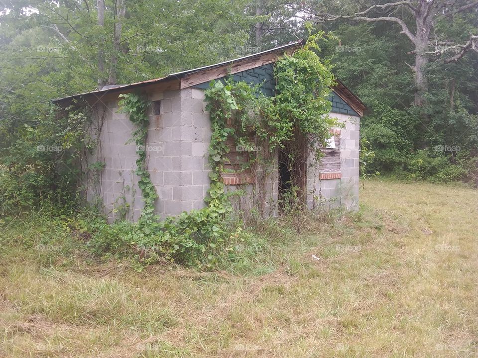 over-grown abandoned shop