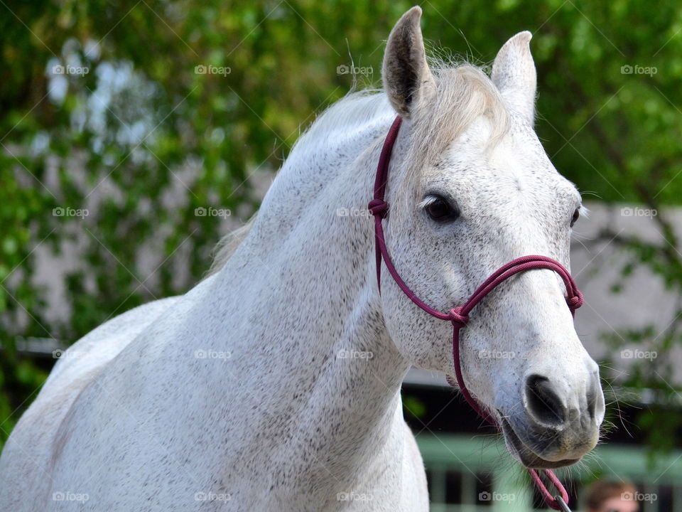 Beautiful white horse