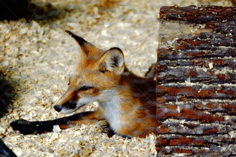 Foxy