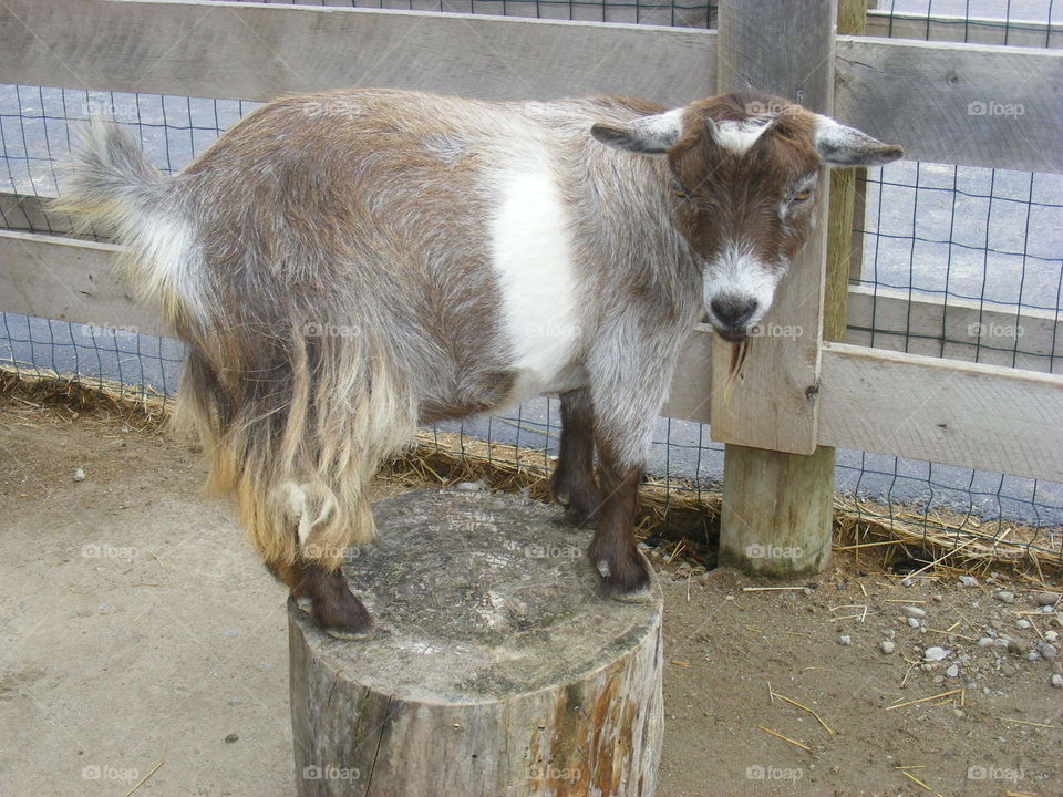 Funny Goat