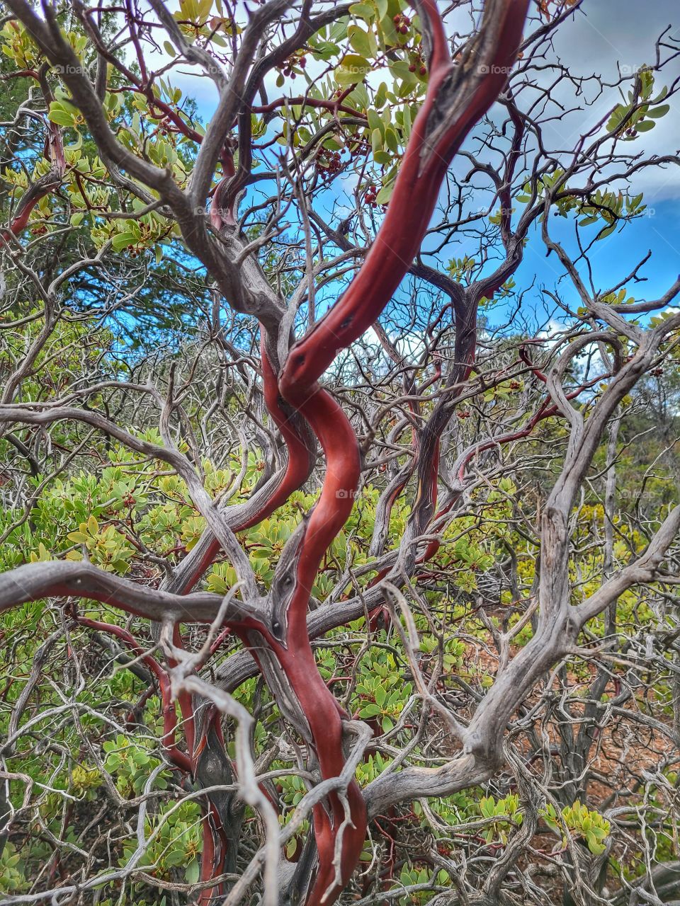 cedar bush natural red accents