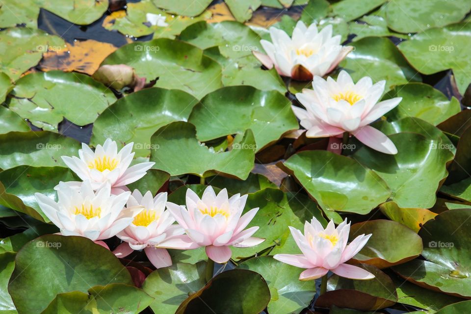 Water Lilies 4