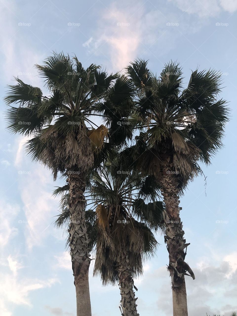 palm trees