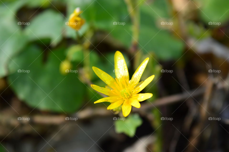 Water lilly