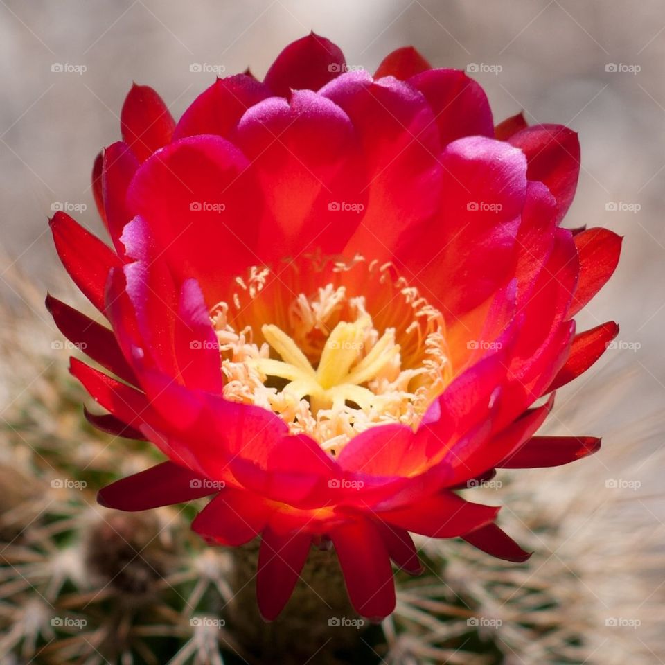 Barrel cactus blossom