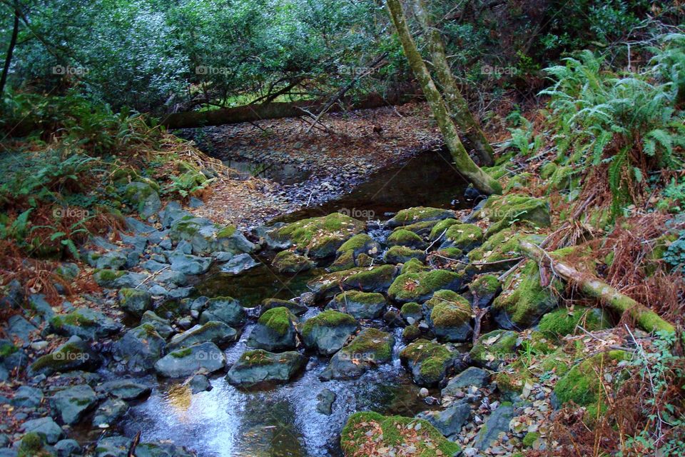 stream in the redwoods