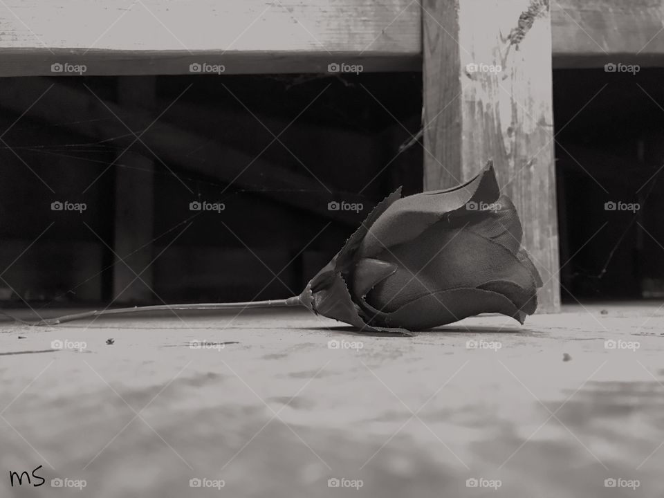 “Empty” #BlackandWhite #Rose #PlasticBeauty