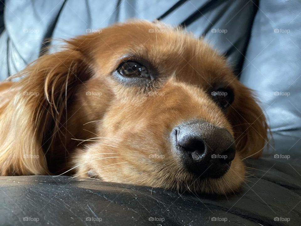 Pup at ground eye view