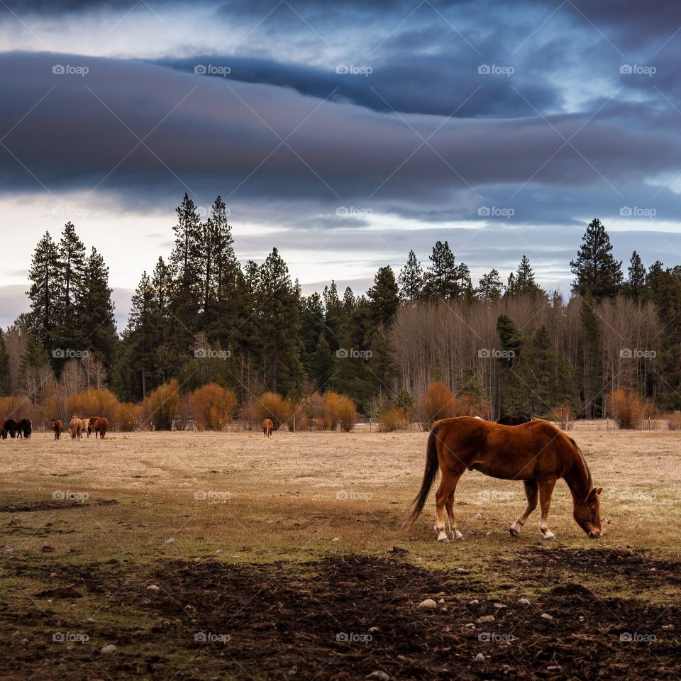 Horse under storm clouds in Central Oregon’s timeless country 