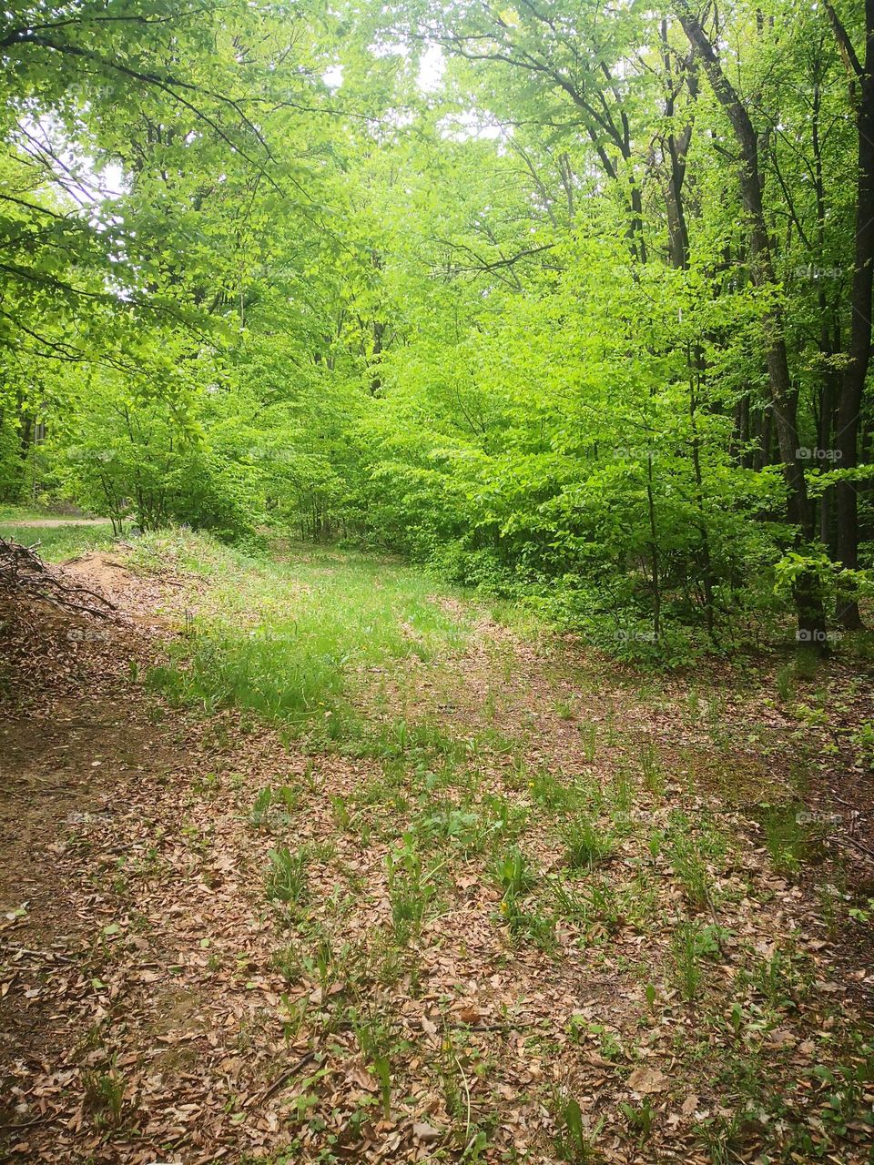 Forest Green Wonderful☘️🌿💦