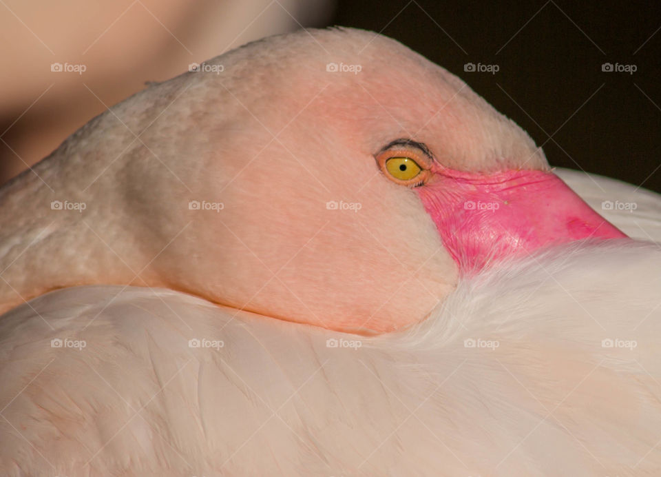Flamingo eye
