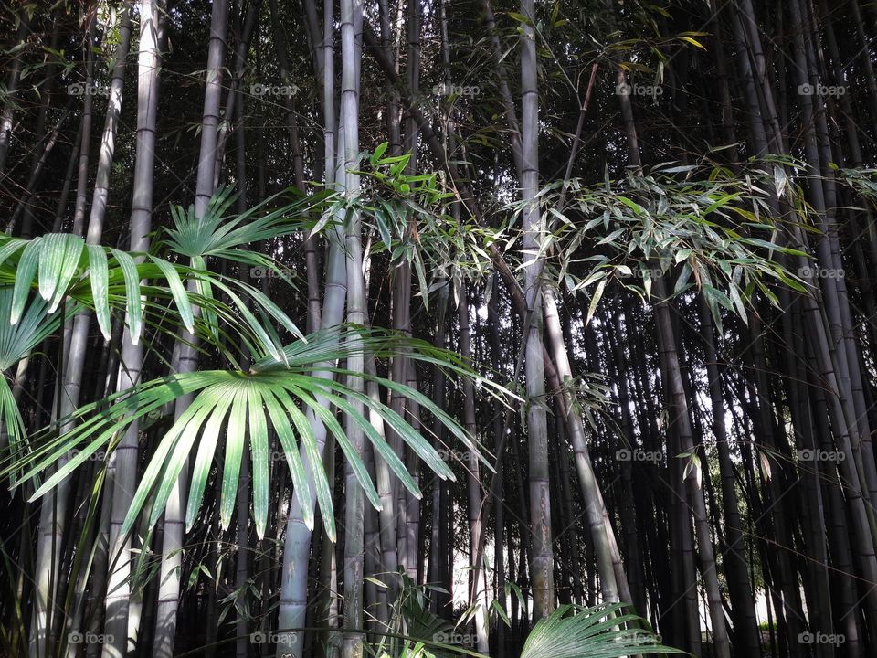 spring flower day outdoor