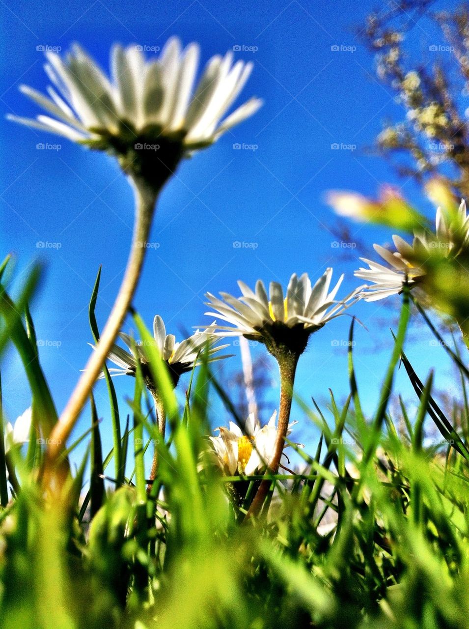 Daisies everywhere