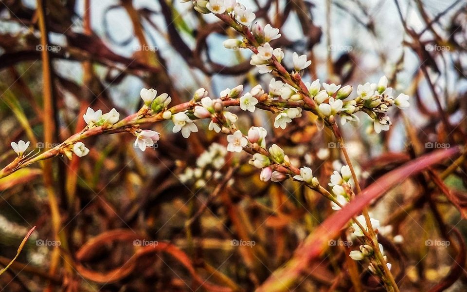 Small pink and green buds on a wild shrub by a pond glorious mother nature