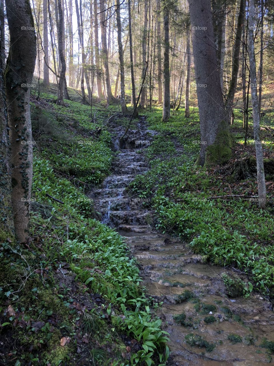 A small stream flows over a series of cascading stones, through a leafy green forest, with sunshine reflecting off of the mist in the distance.