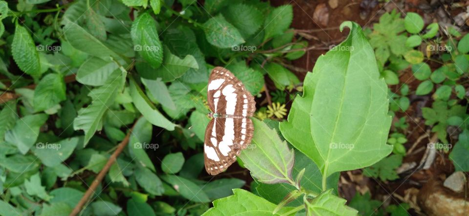 A small butterfly perched on a green leaf