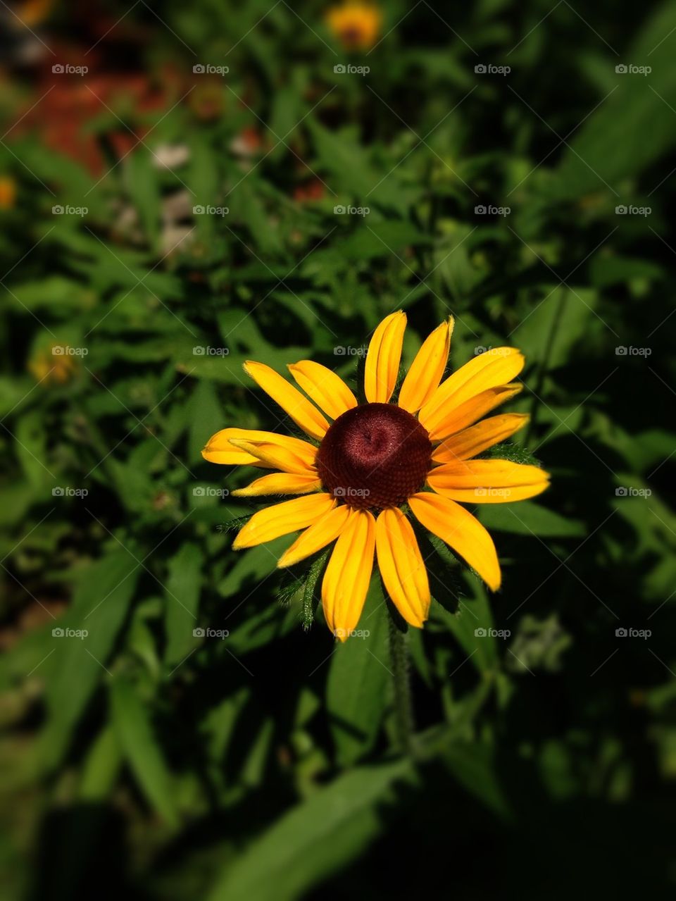 Brown eyed Susan 