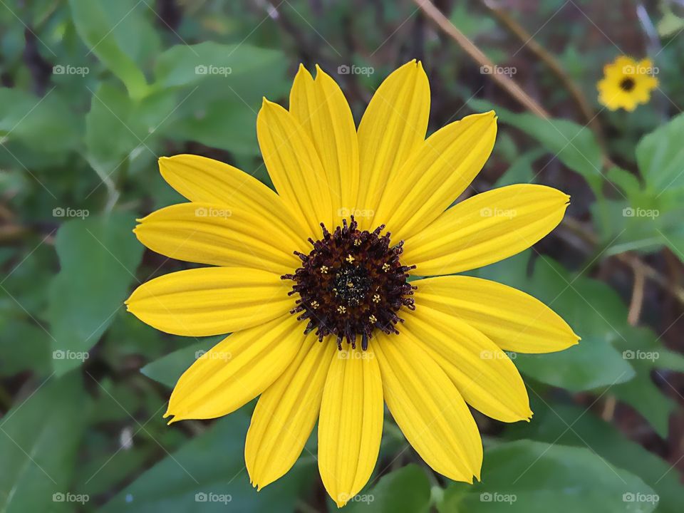 Happy Beach Sunflower.