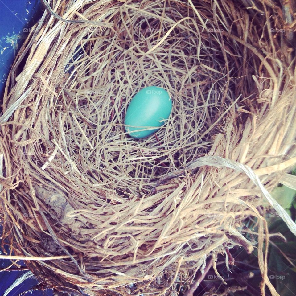 Robin Egg in Nest