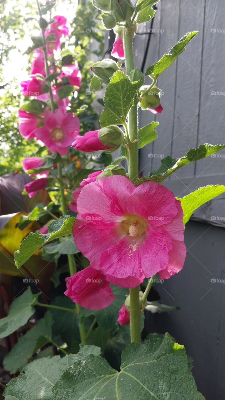 Pink Hollyhock Blooms