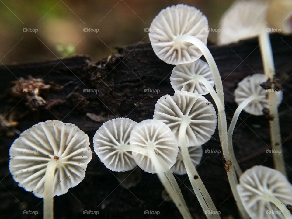Tiny mushrooms on some bark 