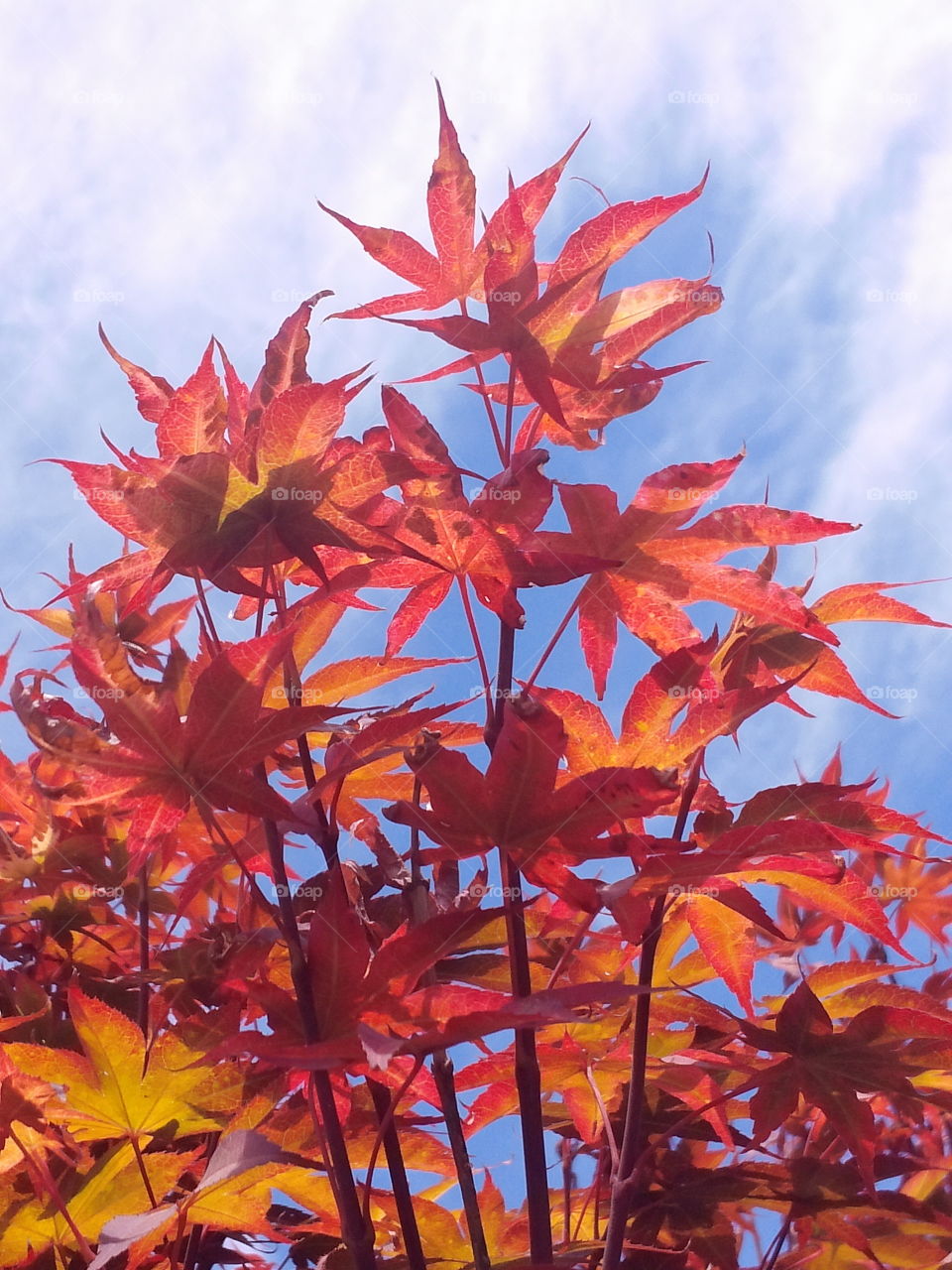 Low angle view of a maple branch