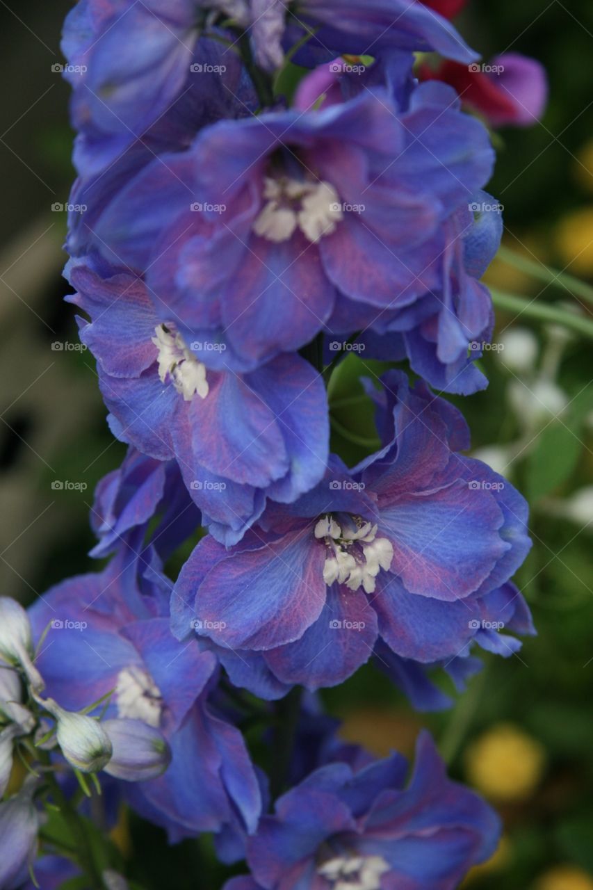 Flowers, Detail, blue 
