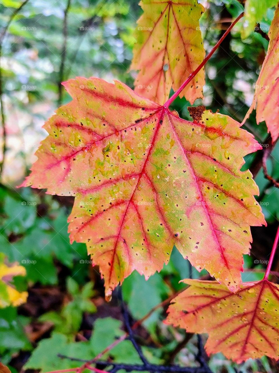 Battle: Fall vs. Winter