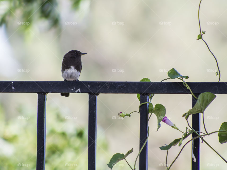 Black Phoebe sitting on a fence next to a morning glory vine in a Northern California backyard